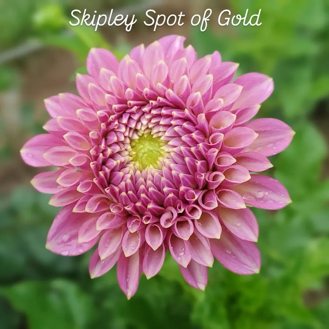 Skipley Spot of Gold Formal Decorative Dahlia