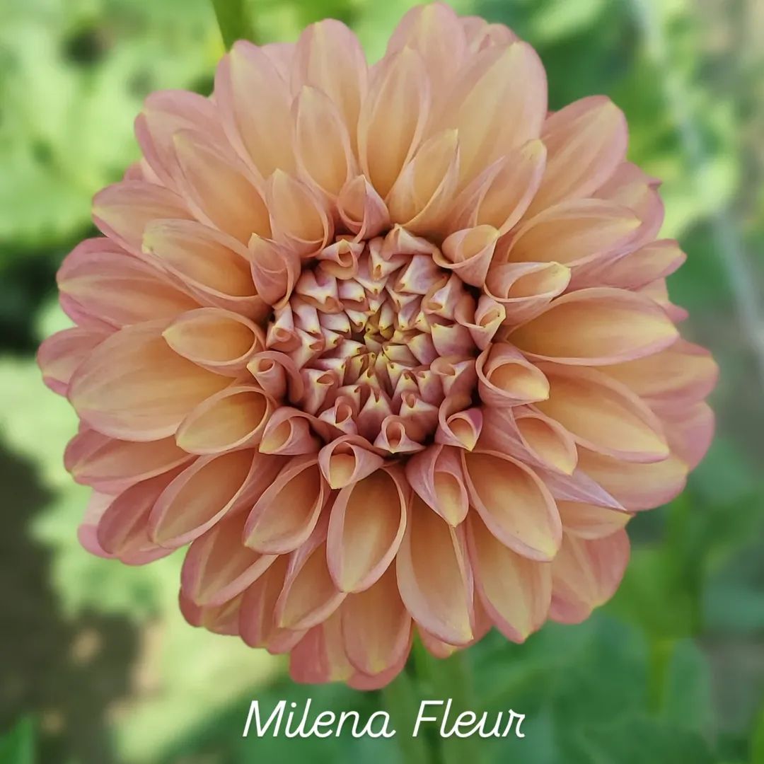 Milena Fleur Decorative Dahlia