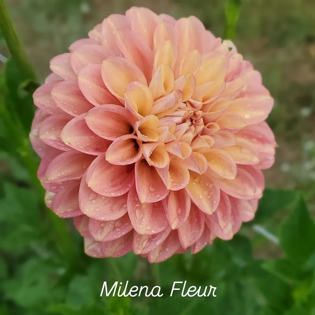 Milena Fleur Decorative Dahlia