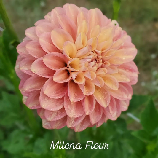 Milena Fleur Decorative Dahlia