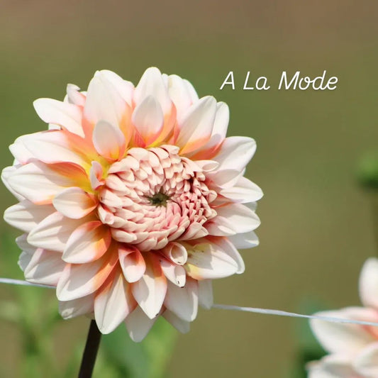A la Mode  Formal Decorative Dahlia