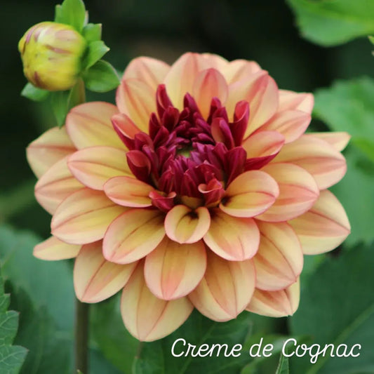 Creme de Cognac Decorative Dahlia