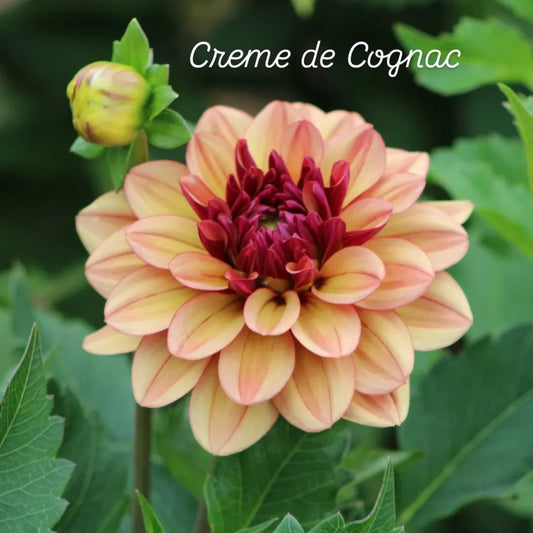Crème de Cognac Formal Decorative Dahlia
