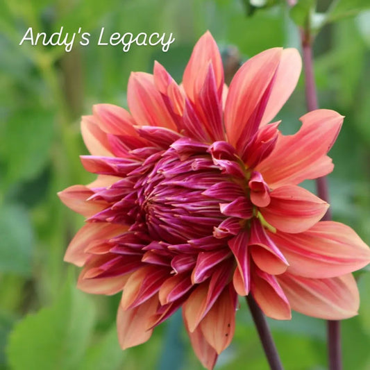 Andy's Legacy Informal Decorative Dahlia