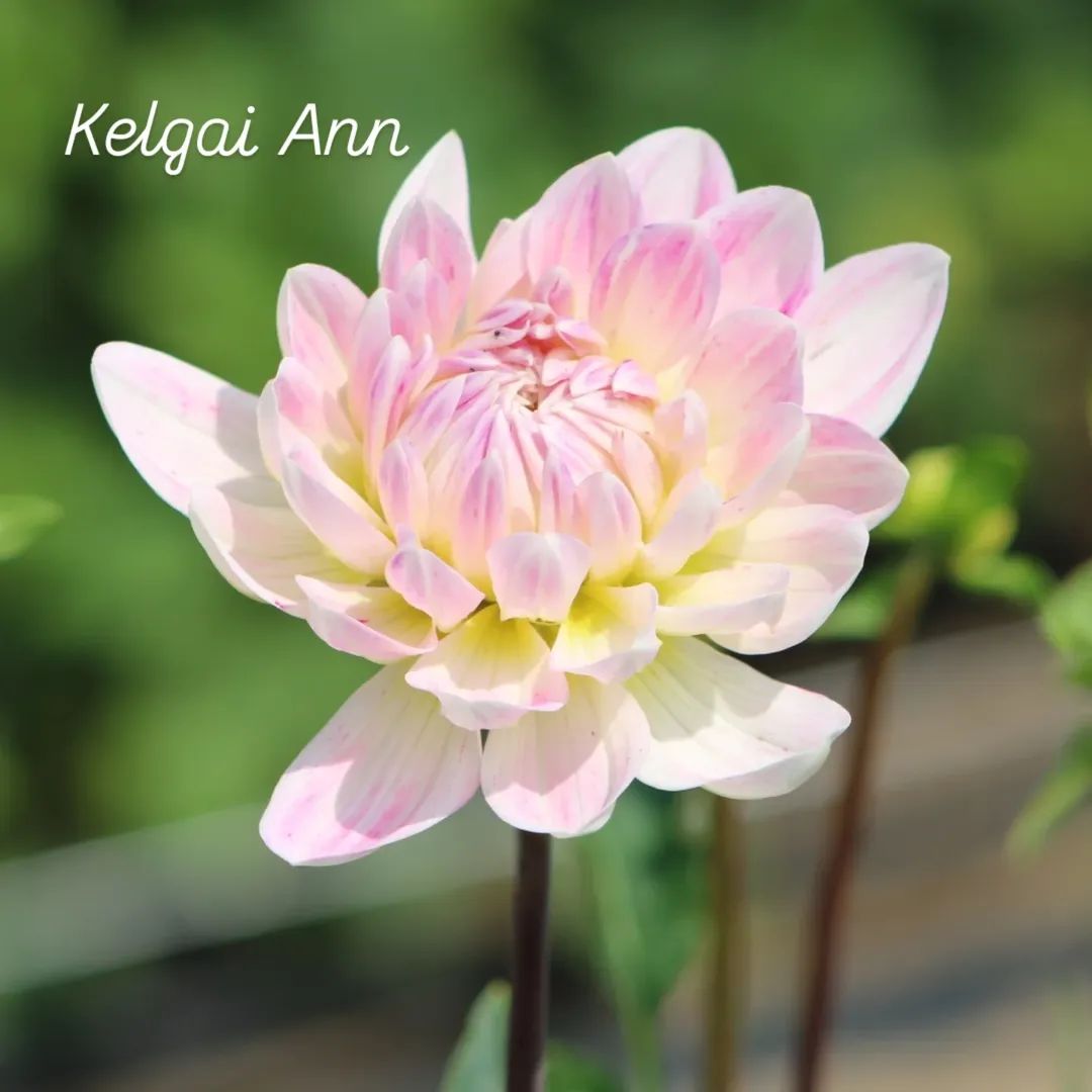 Kelgai Ann Waterlily Dahlia