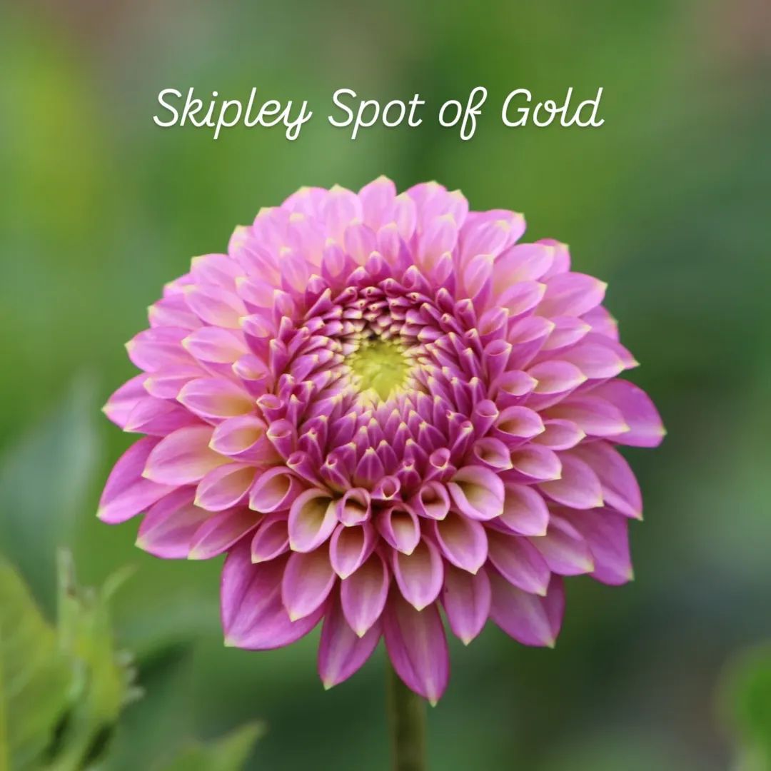 Skipley Spot of Gold Formal Decorative Dahlia