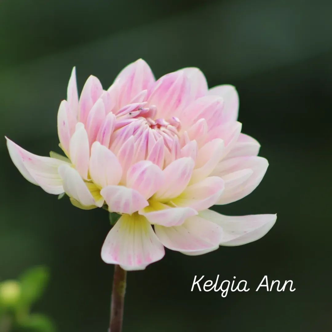 Kelgai Ann Waterlily Dahlia