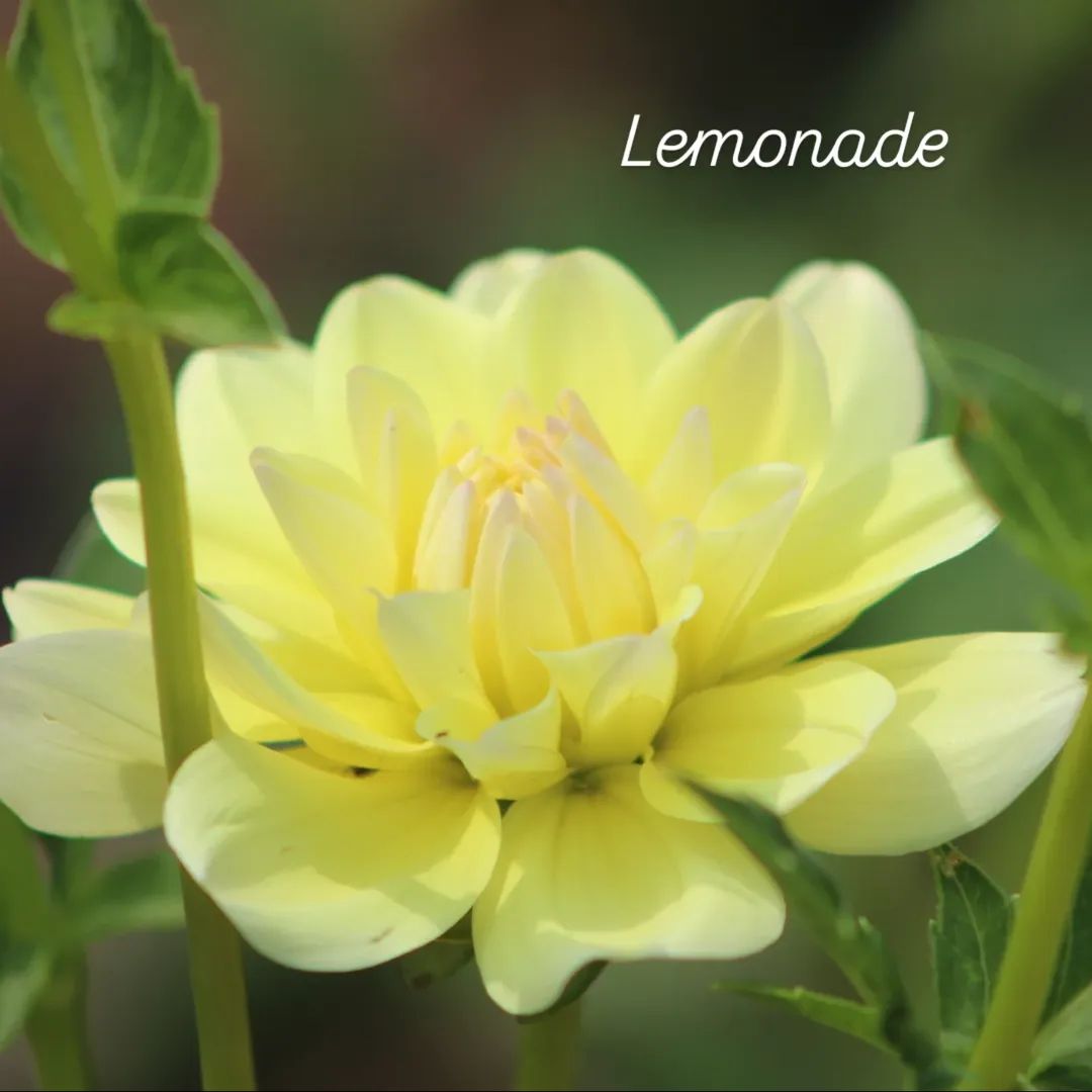 Lemonade Waterlily Dahlia