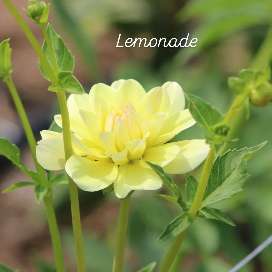 Lemonade Waterlily Dahlia