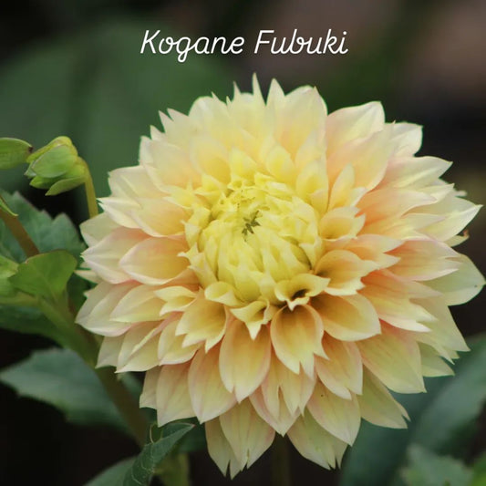 Kogane Fubuki Decorative and Fimbriated Dahlia