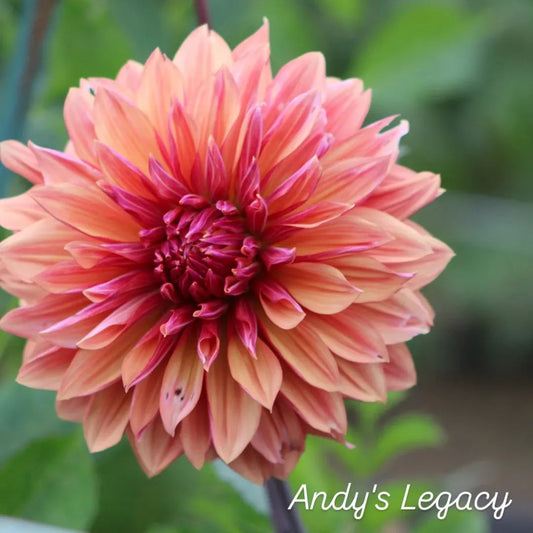 Andy's Legacy Informal Decorative Dahlia