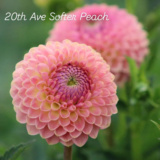 20th Ave Softer Peach Formal Decorative Dahlia