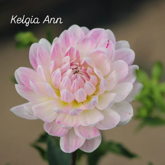 Kelgai Ann Waterlily Dahlia