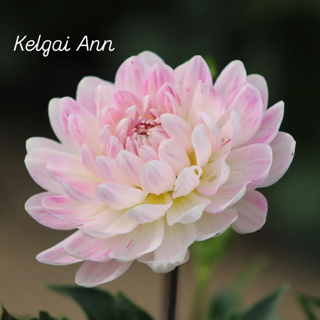 Kelgai Ann Waterlily Dahlia