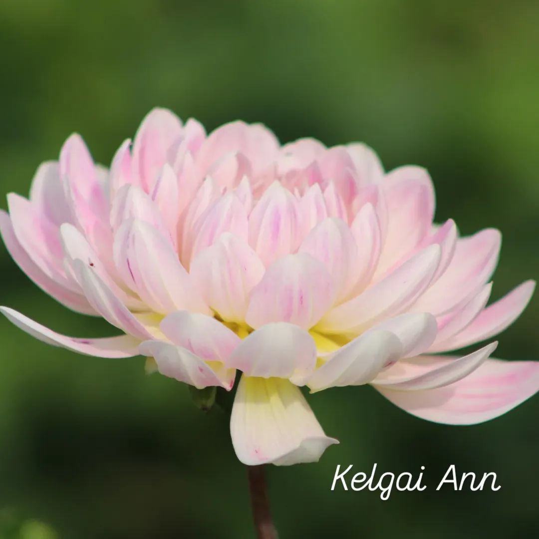 Kelgai Ann Waterlily Dahlia