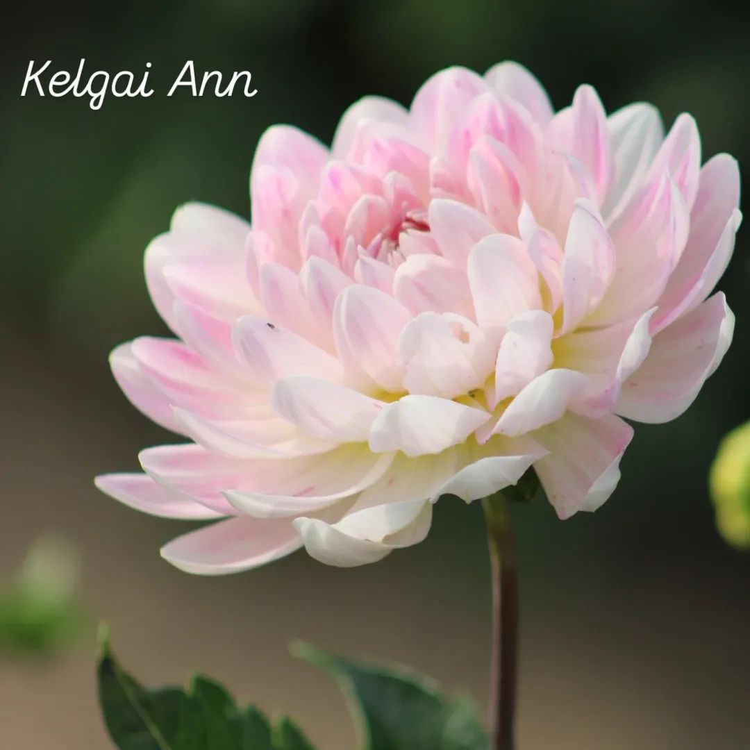 Kelgai Ann Waterlily Dahlia