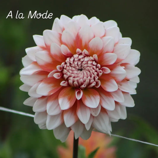 A la Mode  Formal Decorative Dahlia