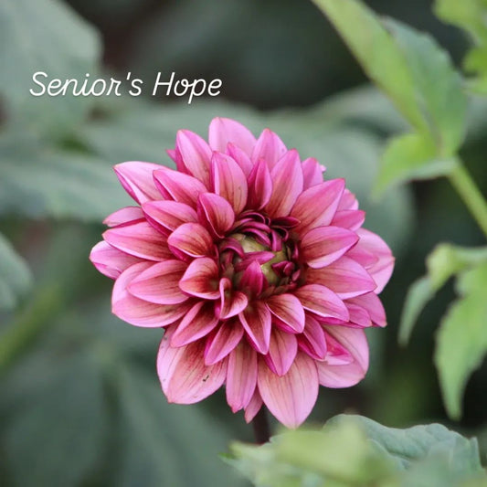 Senior's Hope Decorative Dahlia