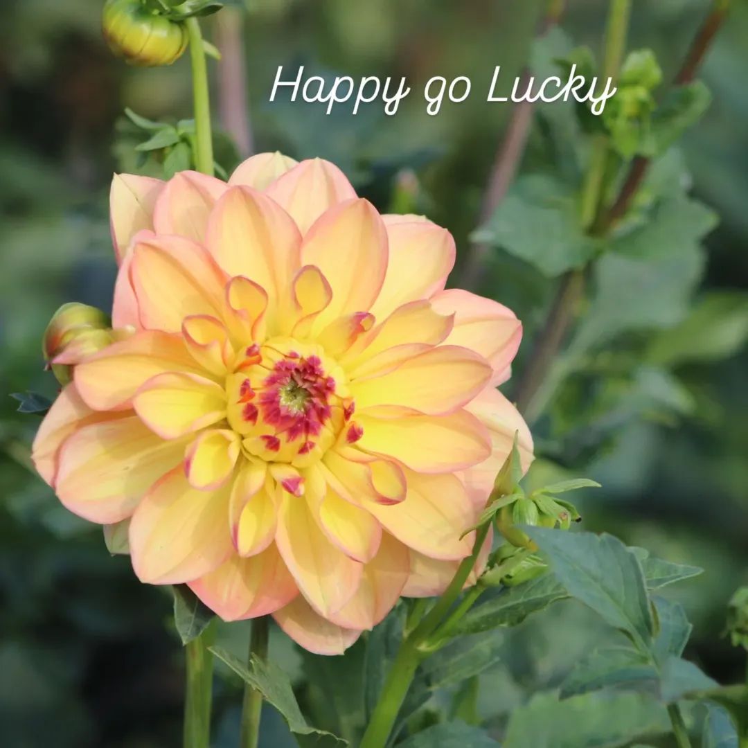 Happy Go Lucky Waterlily Dahlia