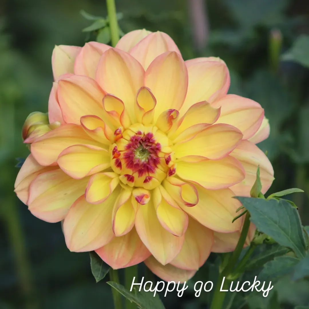 Happy Go Lucky Waterlily Dahlia