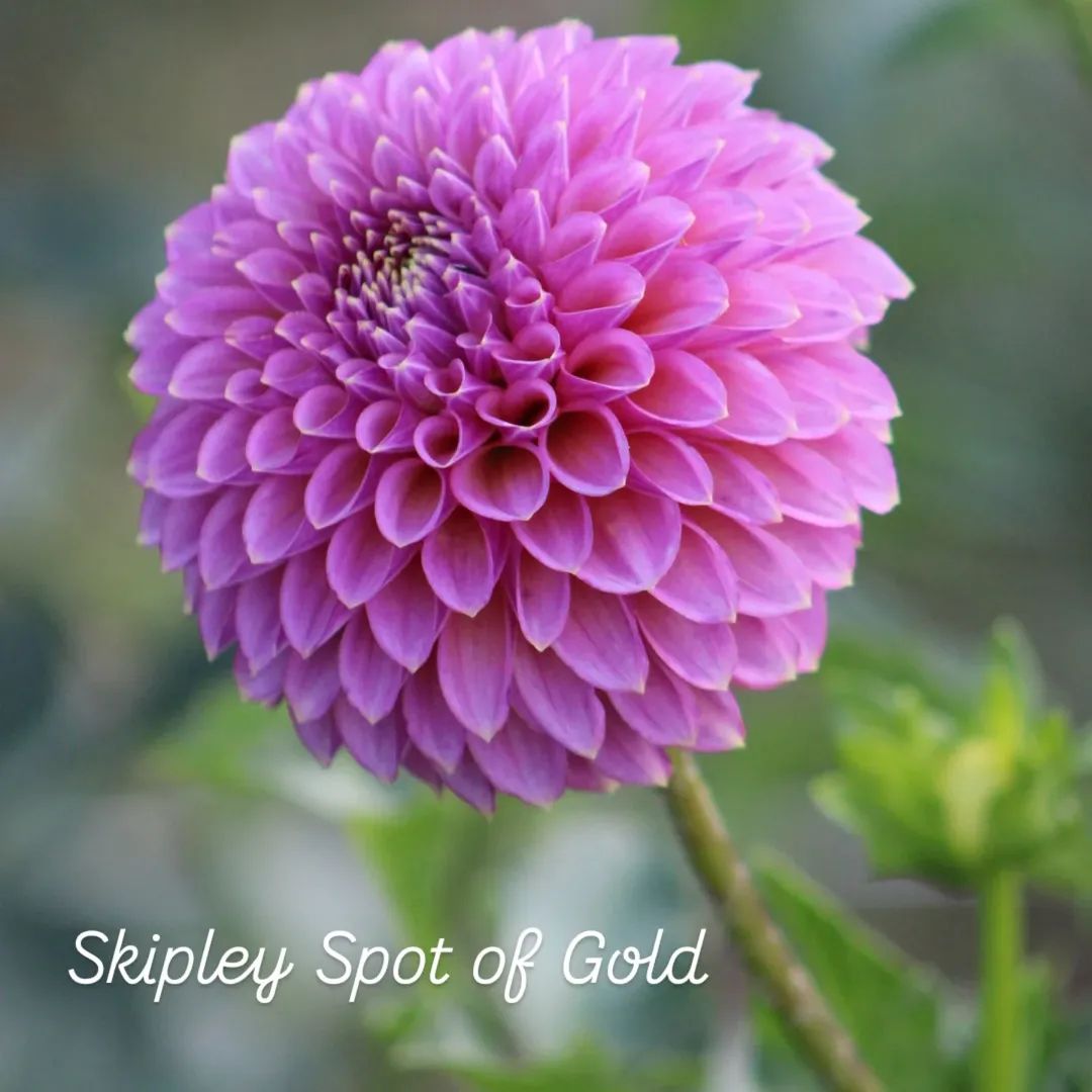 Skipley Spot of Gold Formal Decorative Dahlia