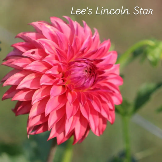 Lee's Lincoln Star Stellar Dahlia