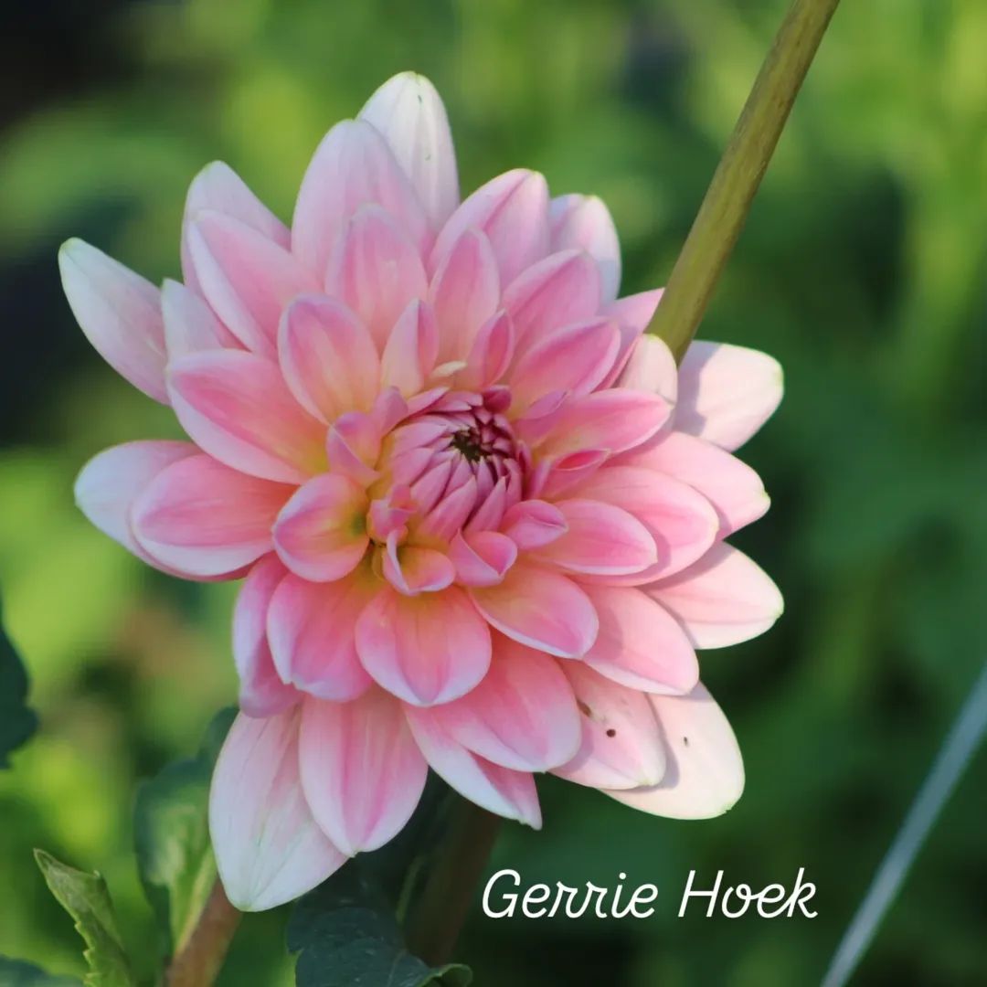Gerrie Hoek Waterlily Dahlia