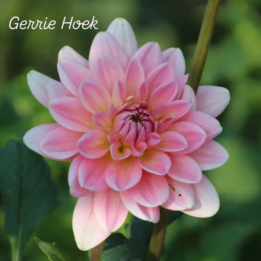 Gerrie Hoek Waterlily Dahlia