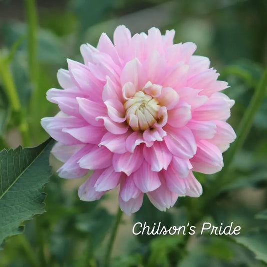Chilson's Pride Informal Decorative Dahlia