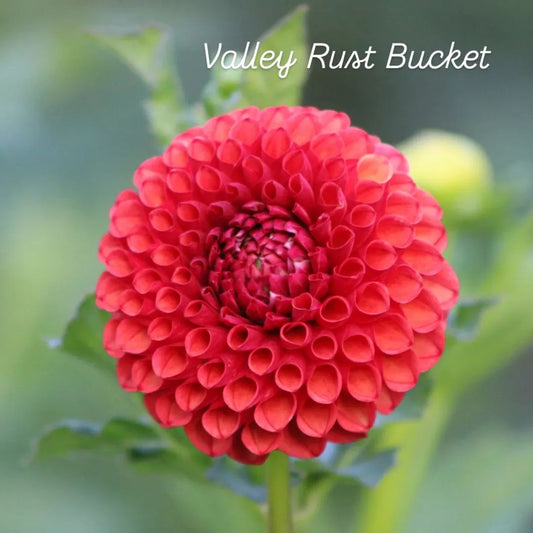 Valley Rust Bucket Ball Dahlia