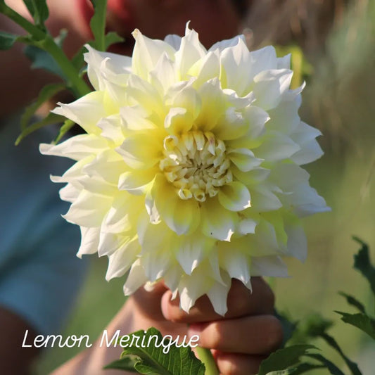Lemon Meringue Informal Decorative Dahlia