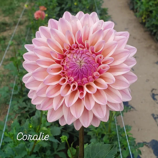 Coralie Formal Decorative Dahlia