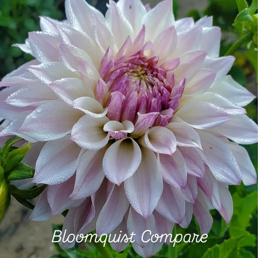 Bloomquist Compare Formal Decorative Dahlia