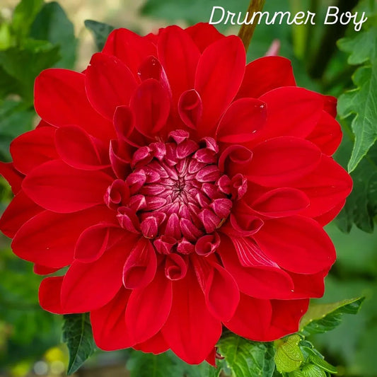 Drummer Boy Decorative Dahlia