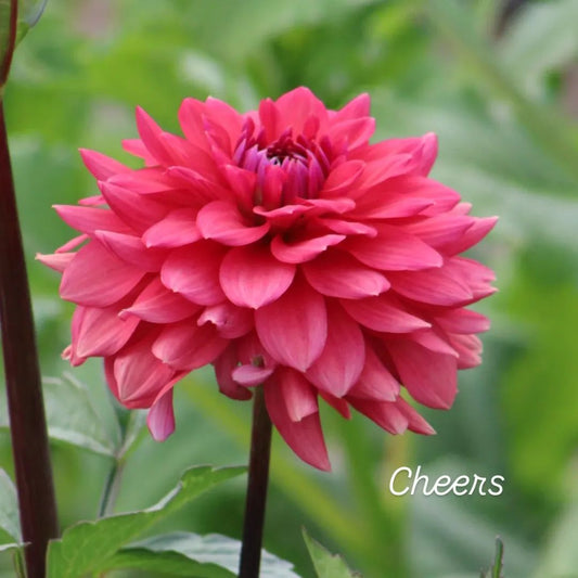 Cheers Informal Decorative Dahlia