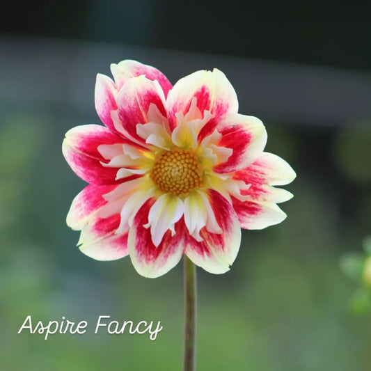 Aspire Fancy Collarette Dahlia