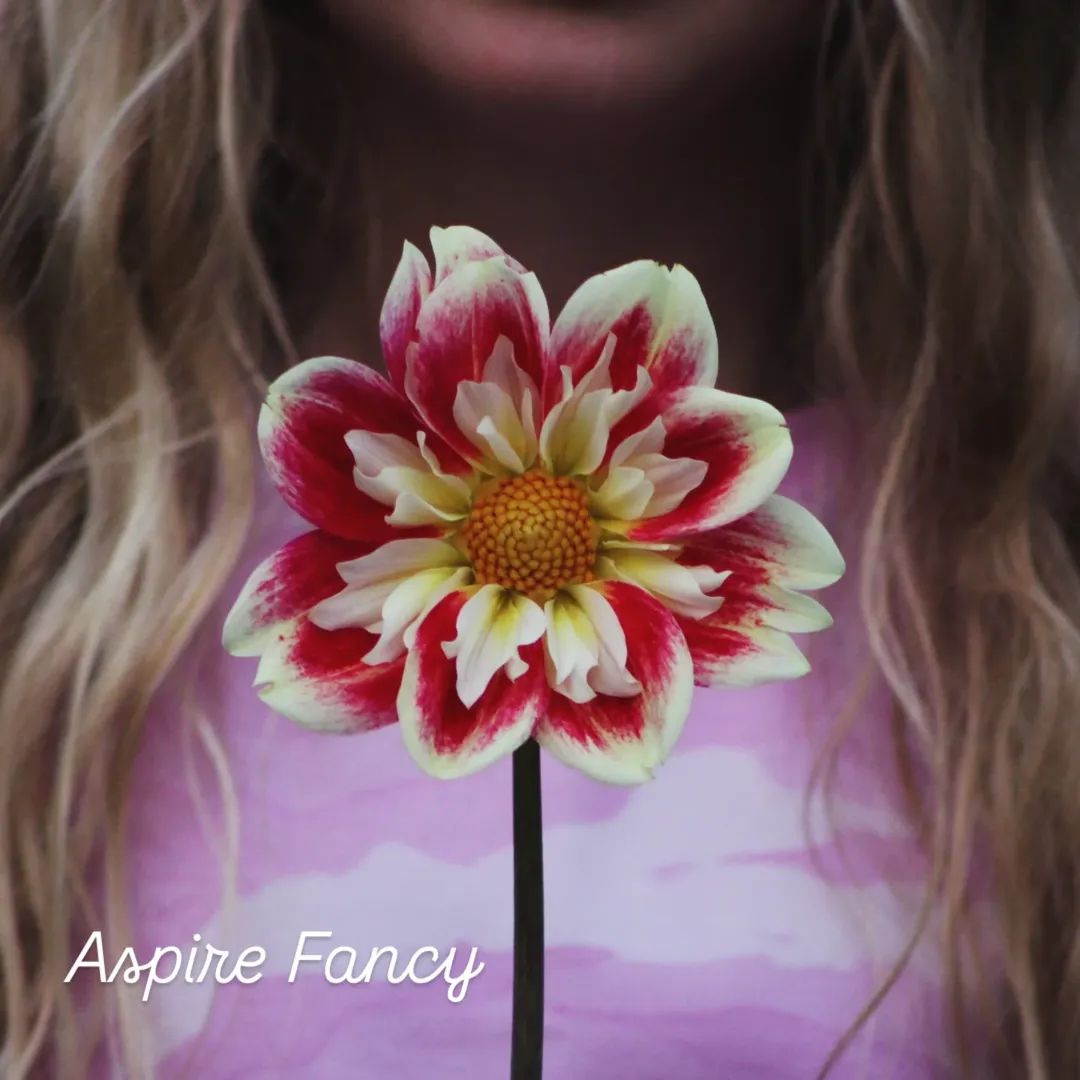 Aspire Fancy Collarette Dahlia