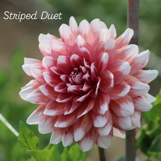 Striped Duet Informal Decorative Dahlia