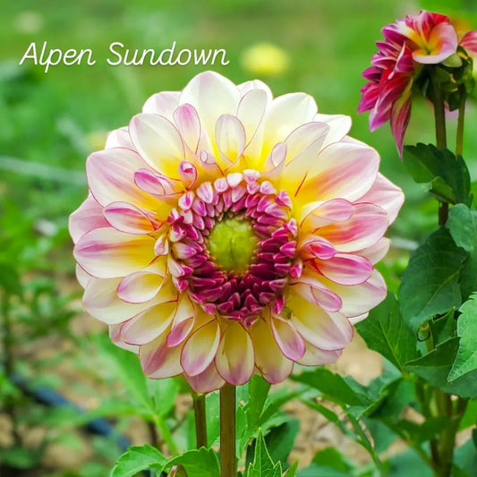 Alpen Sundown Formal Decorative Dahlia