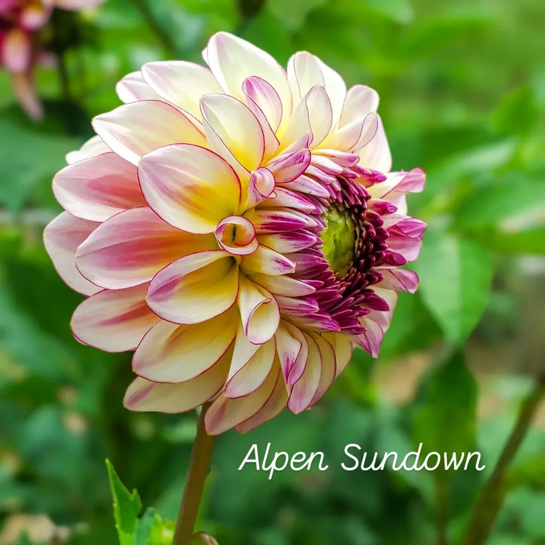 Alpen Sundown Formal Decorative Dahlia