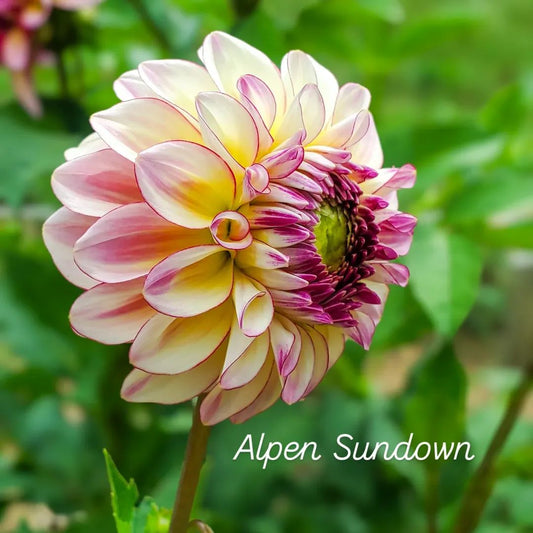 Alpen Sundown Formal Decorative Dahlia