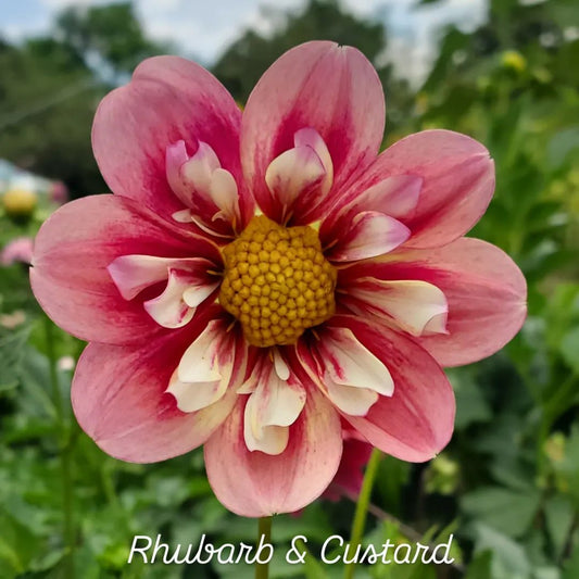 Rhubarb & Custard Collarette Dahlia