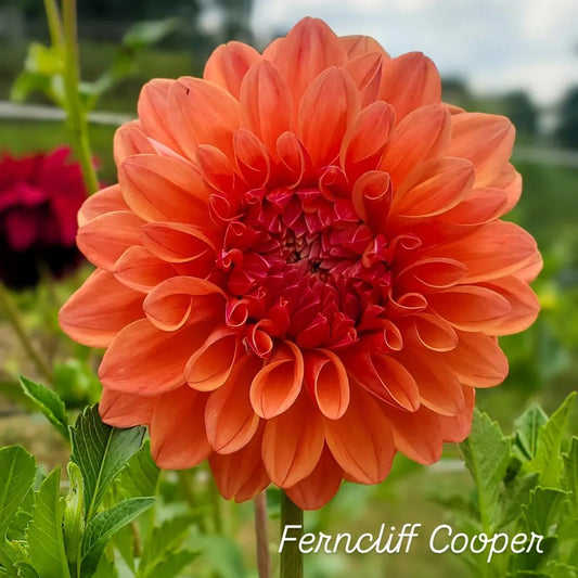Ferncliff Copper Informal Decorative Dahlia