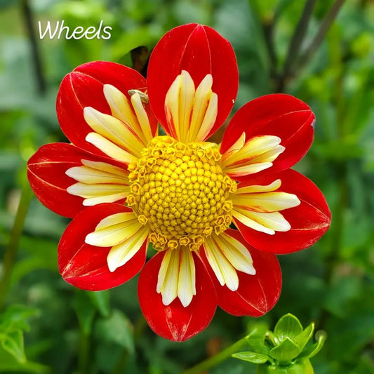 Wheels Collarette Dahlia