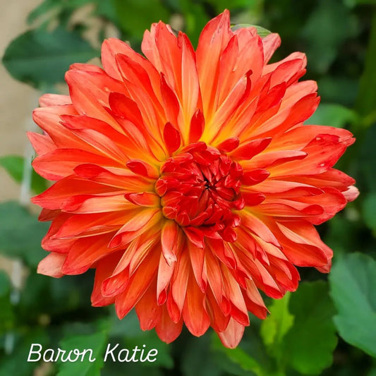 Baron Katie  Informal Decorative Dahlia