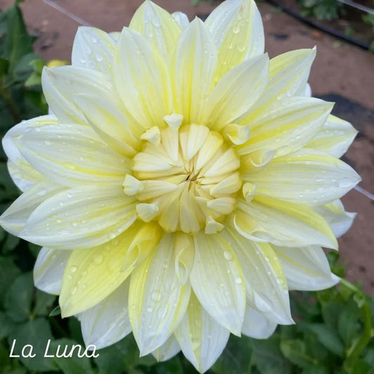 La Luna Informal Decorative Dahlia