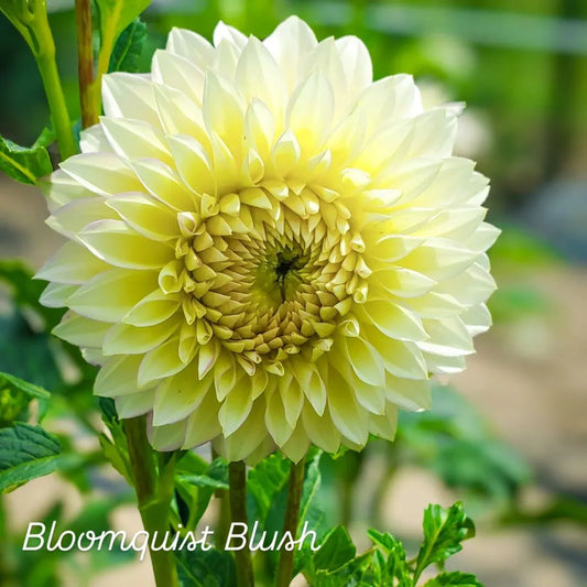 Bloomquist Blush Stellar Dahlia