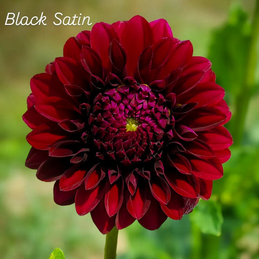 Black Satin Decorative Dahlia