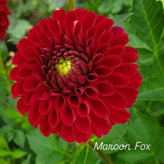 Maroon Fox Ball Dahlia