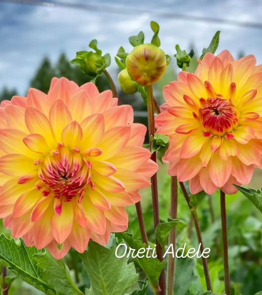 Oreti Adele Formal Decorative Dahlia